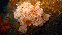 020 Eponge à cratères (Hemimycale columella)